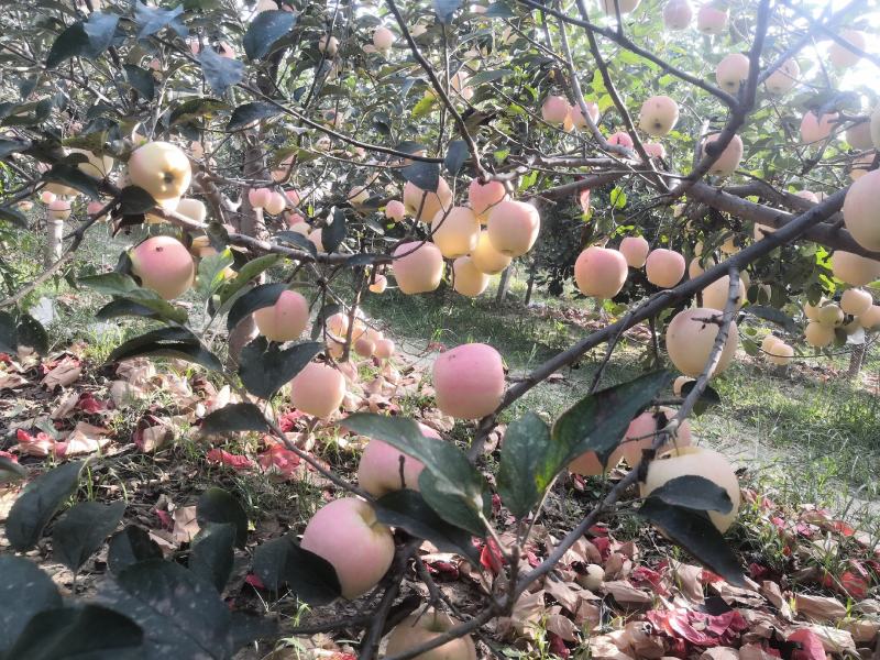 中秋王苹果纸袋膜袋苹果颜色鲜红果面干净个大