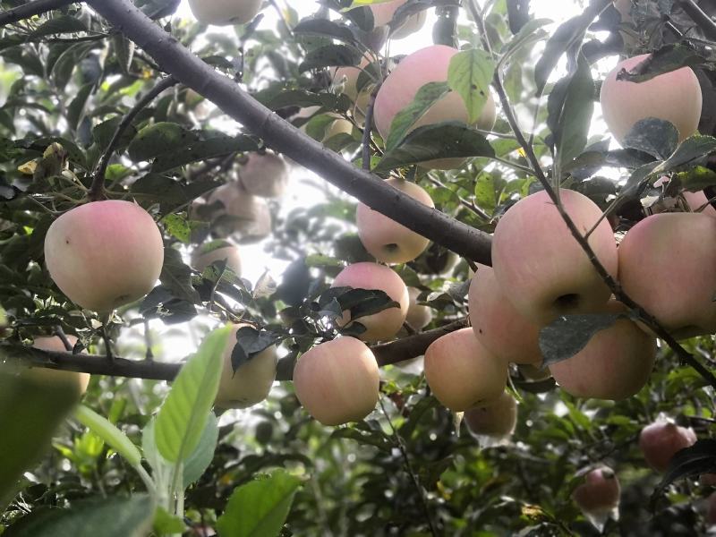 中秋王苹果纸袋膜袋苹果颜色鲜红果面干净个大