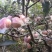 中秋王苹果纸袋膜袋苹果颜色鲜红果面干净个大