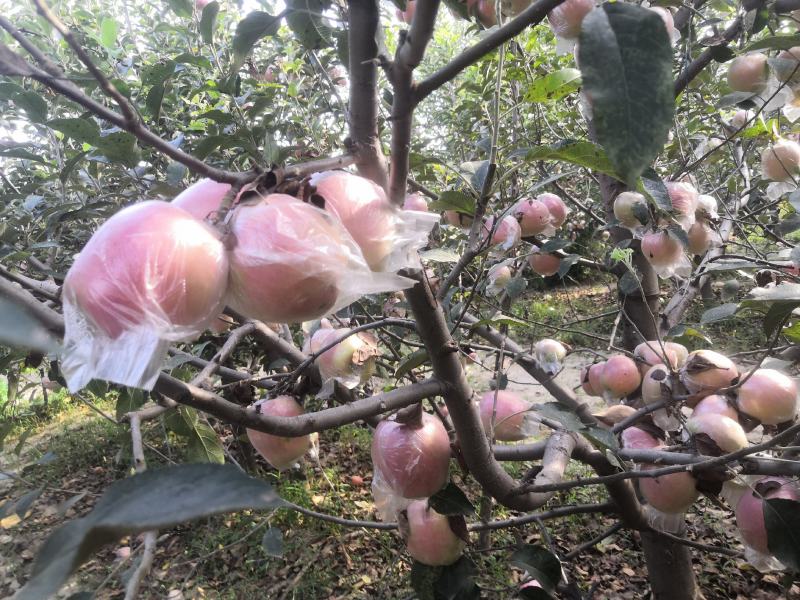 中秋王苹果纸袋膜袋苹果颜色鲜红果面干净个大