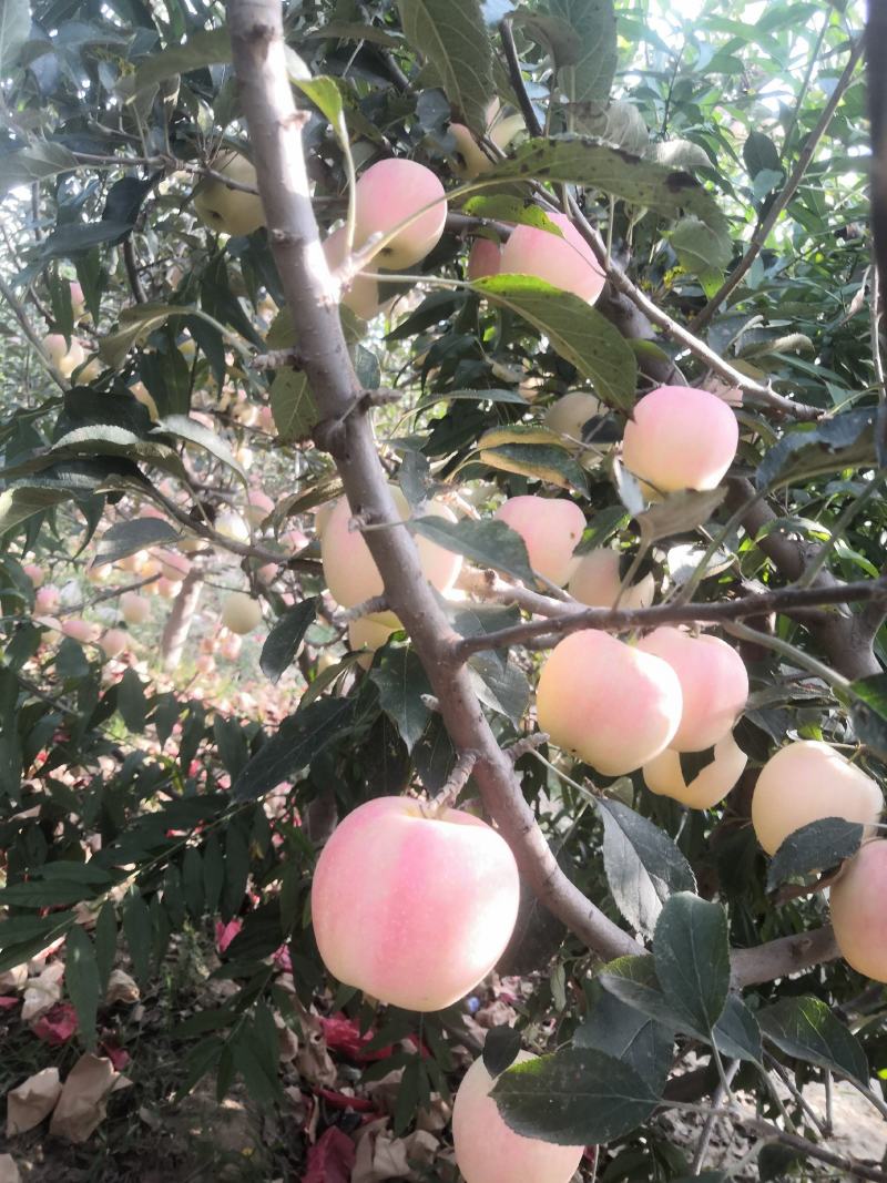 中秋王苹果纸袋膜袋苹果颜色鲜红果面干净个大