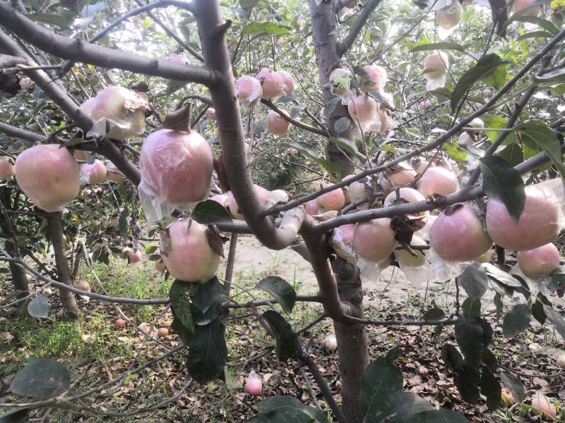 中秋王苹果纸袋膜袋苹果颜色鲜红果面干净个大