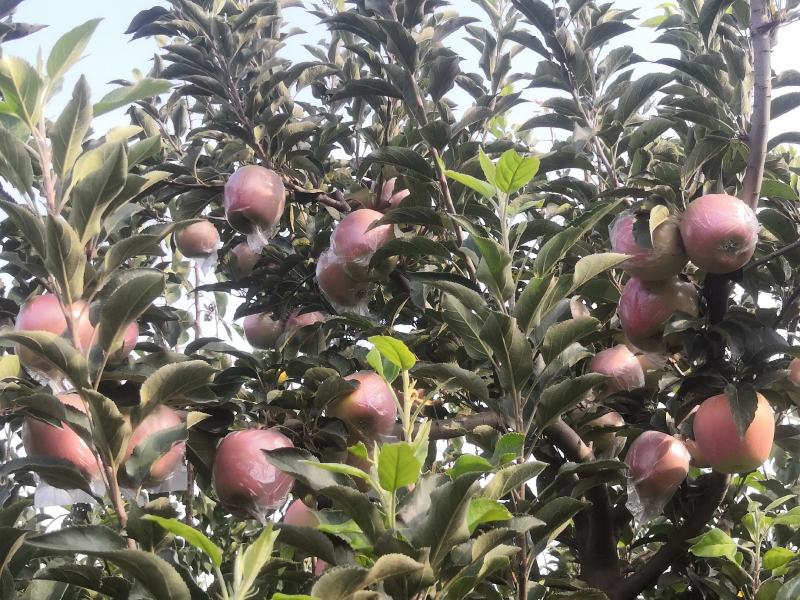 中秋王苹果纸袋膜袋苹果颜色鲜红果面干净个大