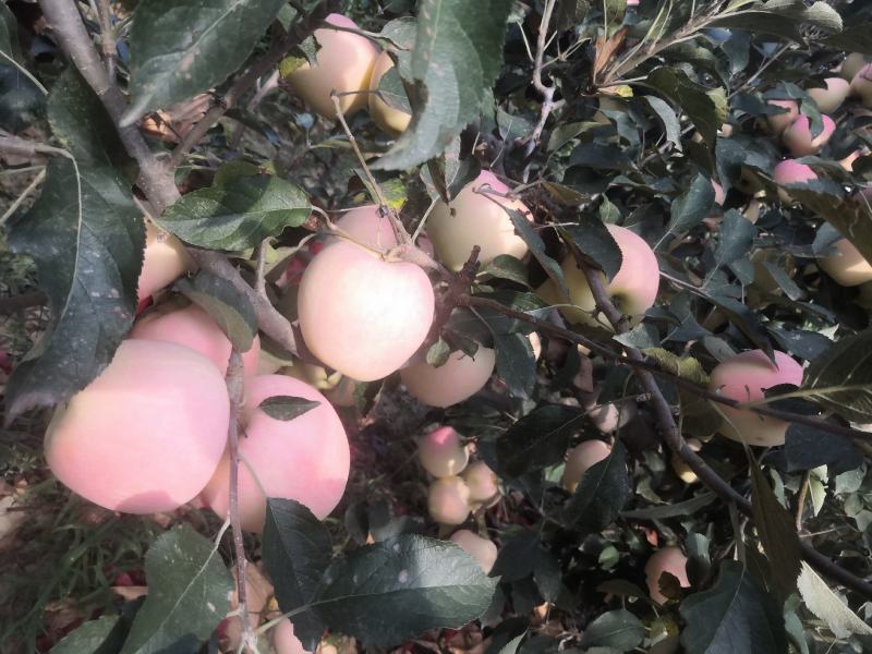 中秋王苹果纸袋膜袋苹果颜色鲜红果面干净个大