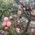 中秋王苹果纸袋膜袋苹果颜色鲜红果面干净个大