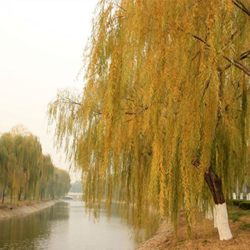柳树苗苗木基地直销