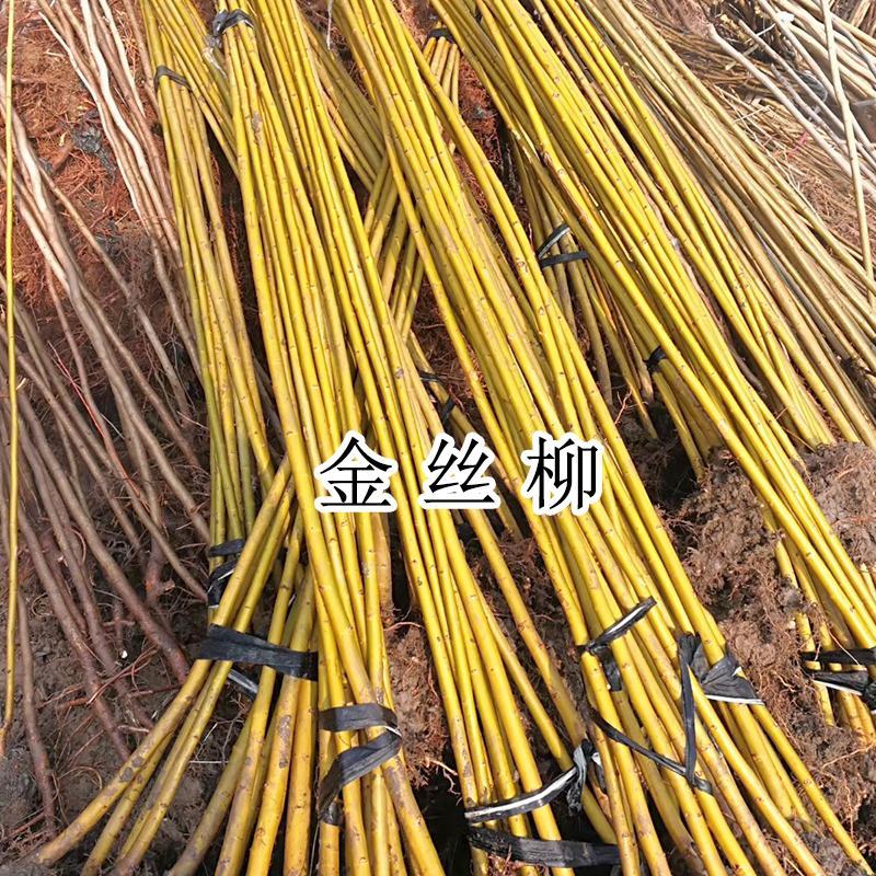 柳树苗苗木基地直销