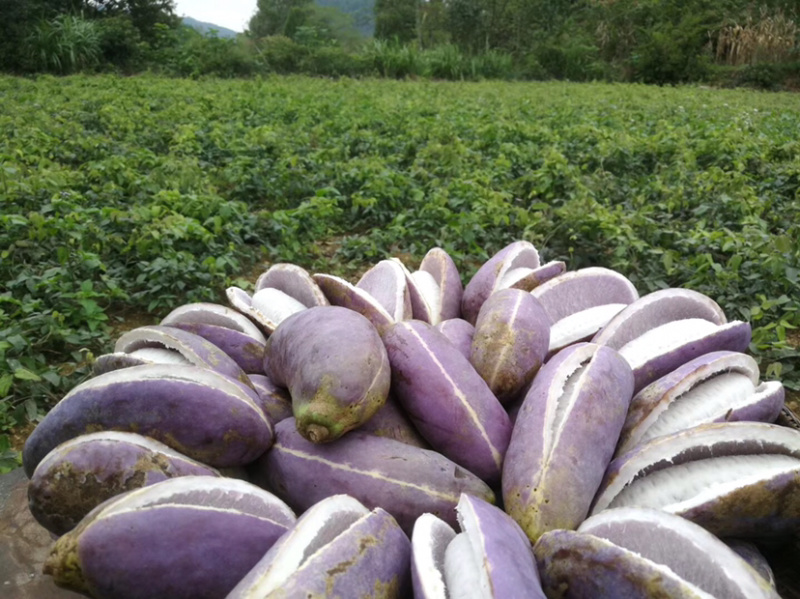 湖南怀化八月瓜基地直销