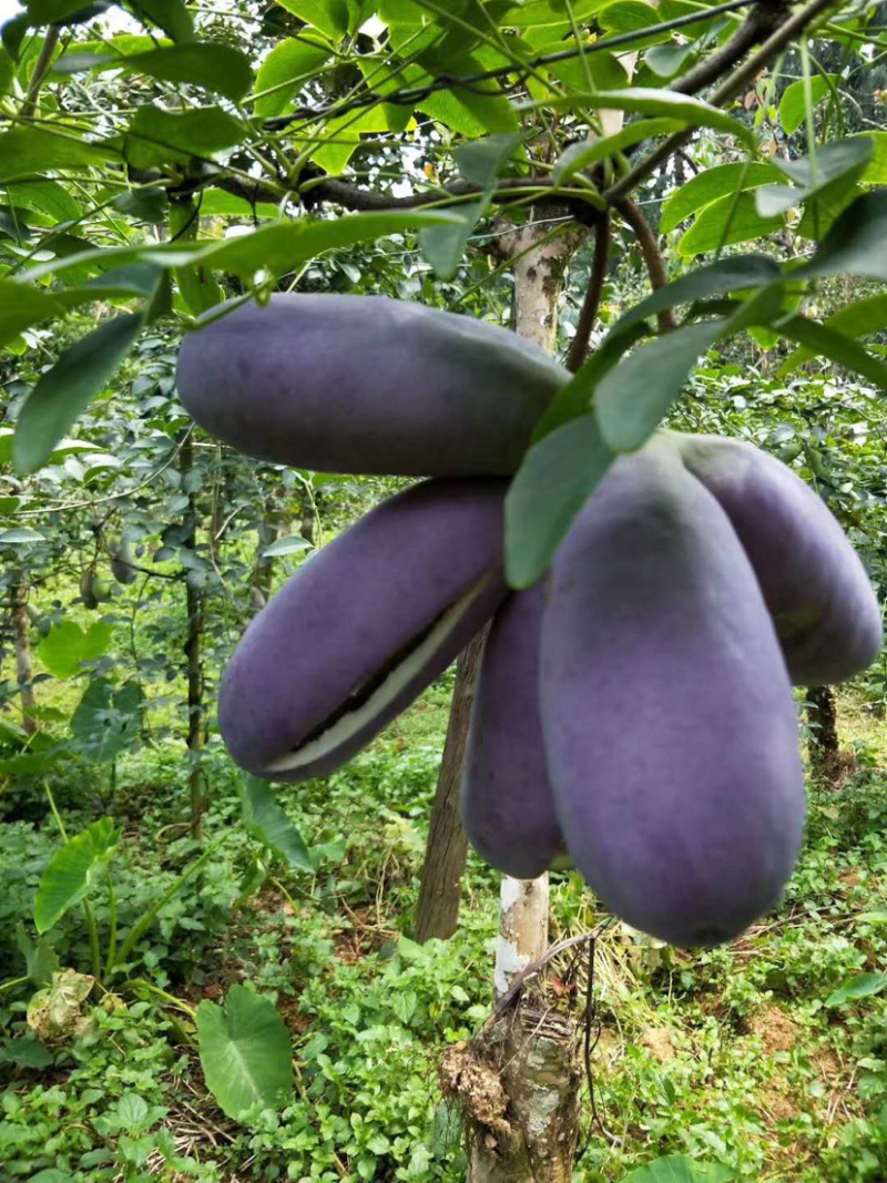 湖南怀化八月瓜基地直销