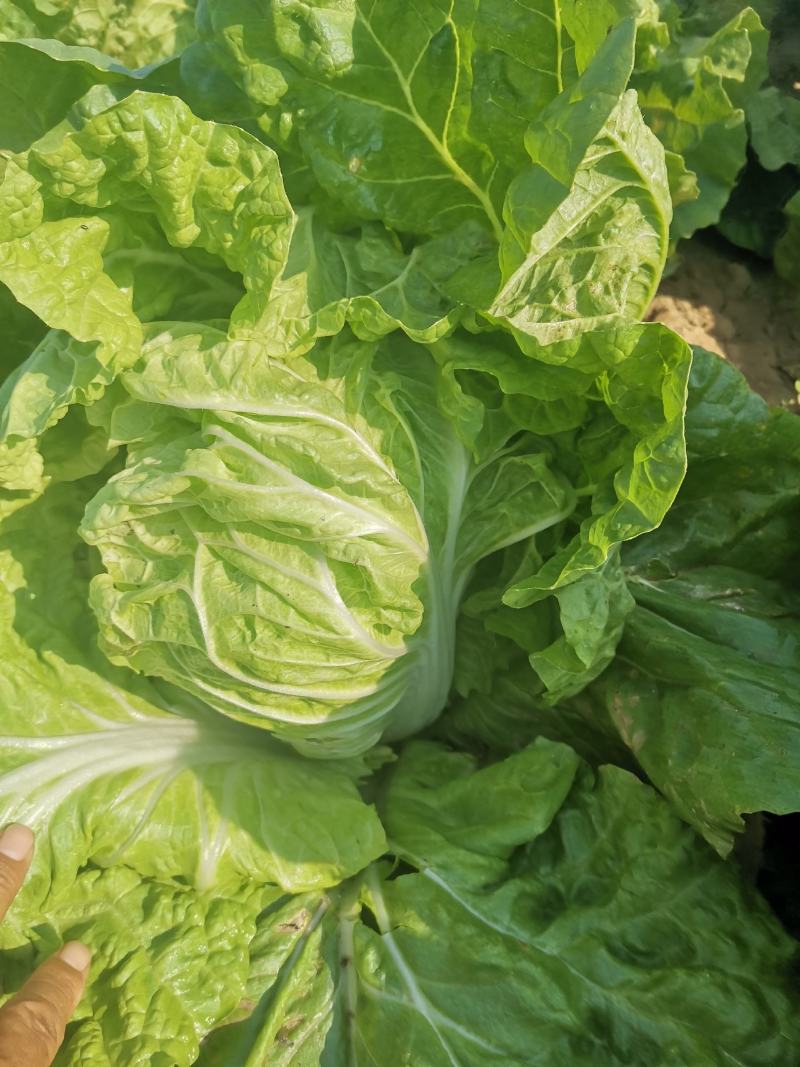 精品推荐夏阳白菜产地直发大量上市一手货源价格优惠