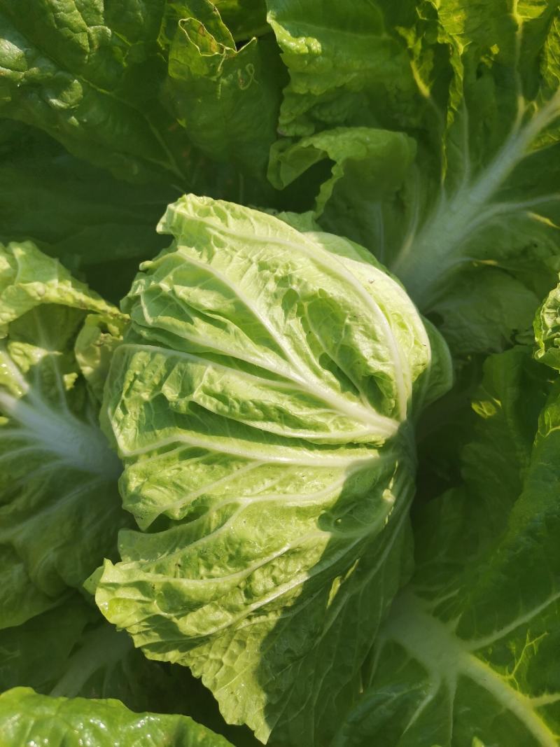 精品推荐夏阳白菜产地直发大量上市一手货源价格优惠