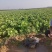精品推荐夏阳白菜产地直发大量上市一手货源价格优惠