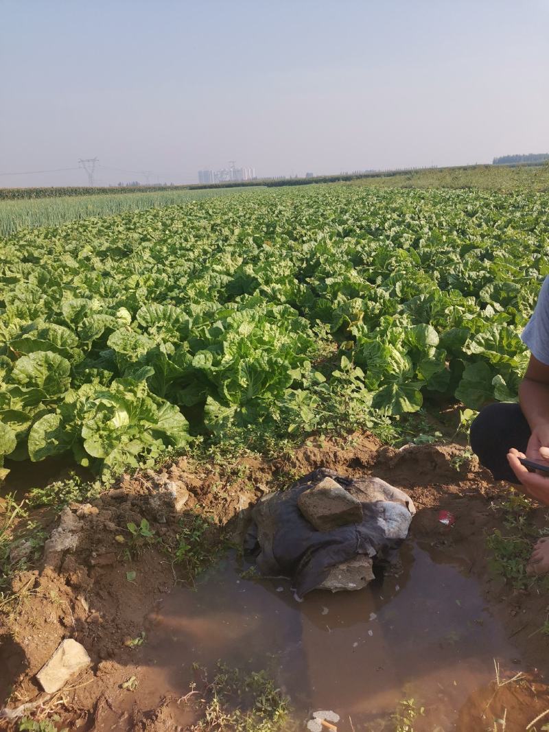 精品推荐夏阳白菜产地直发大量上市一手货源价格优惠