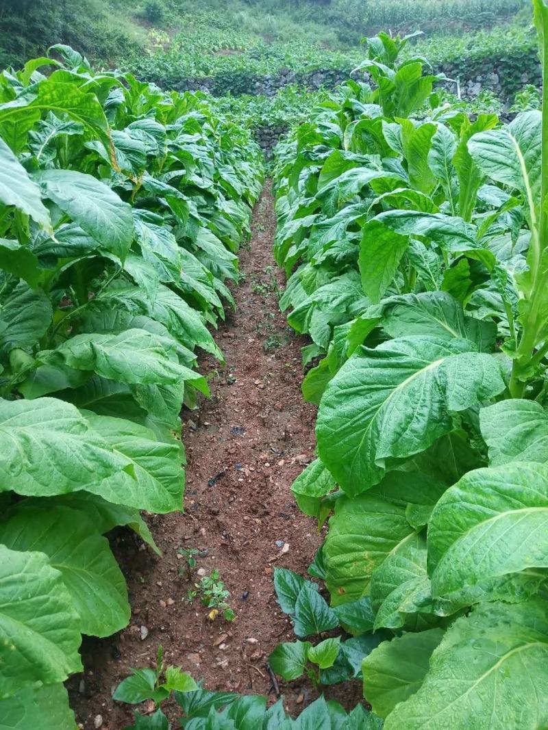 盾牌烟舒仲丁灵异噁草松乳油烟草地芽前苗后一年生除草剂
