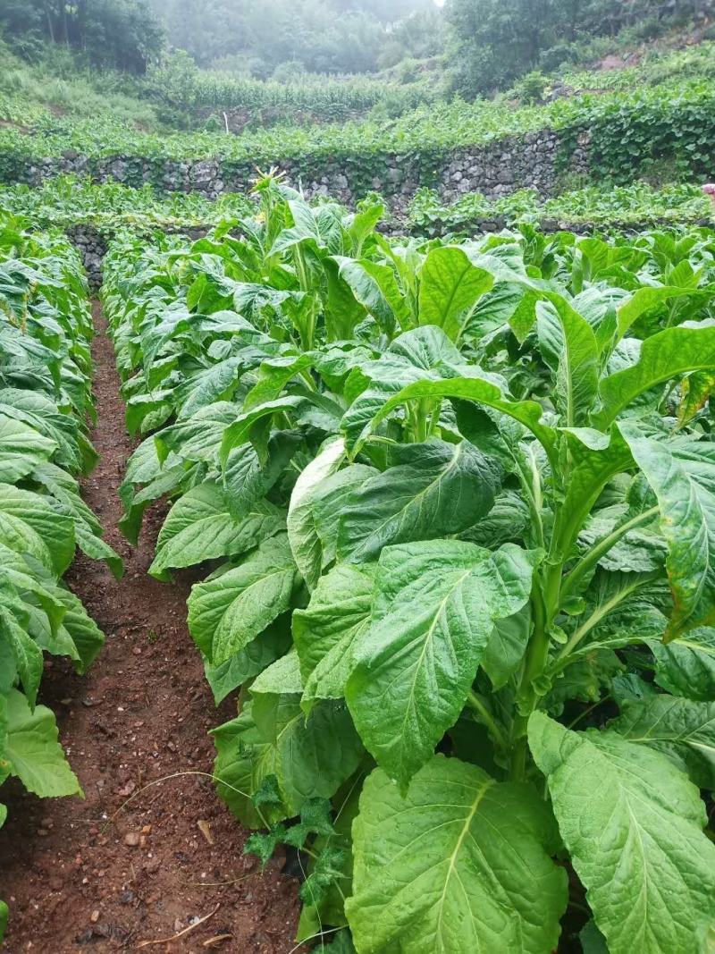 盾牌烟舒仲丁灵异噁草松乳油烟草地芽前苗后一年生除草剂
