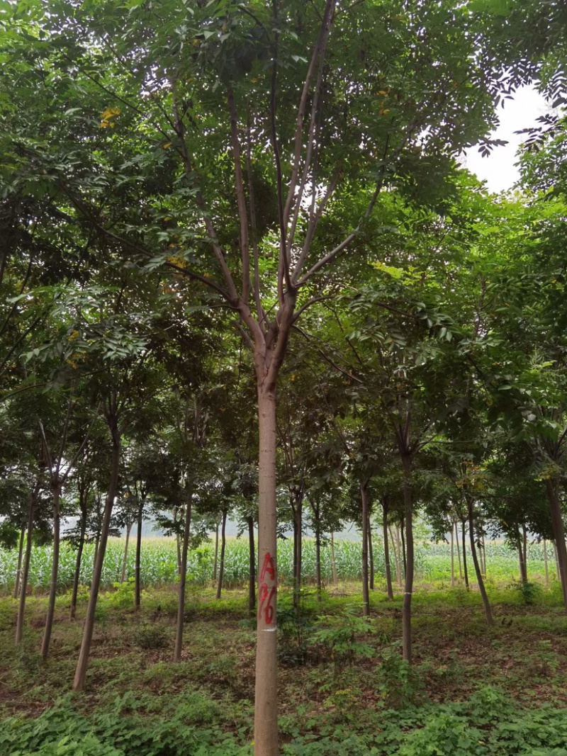 栾树，10公分栾树，12公分栾树，14公分栾树，栾树苗