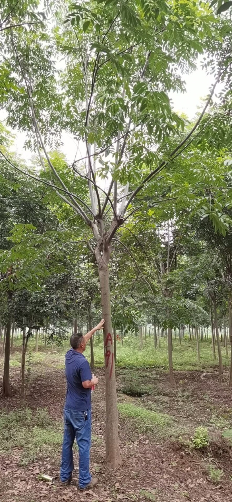 栾树，10公分栾树，12公分栾树，14公分栾树，栾树苗