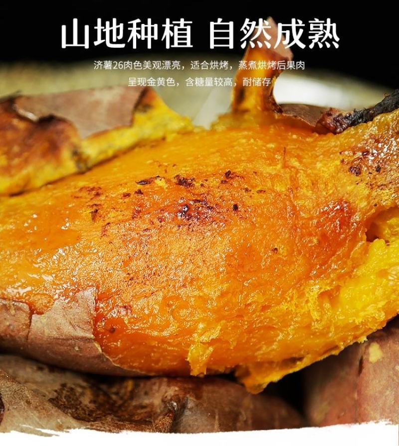 【有好货】莒南济薯26黄心3两以上加工薯大量供应产地直发