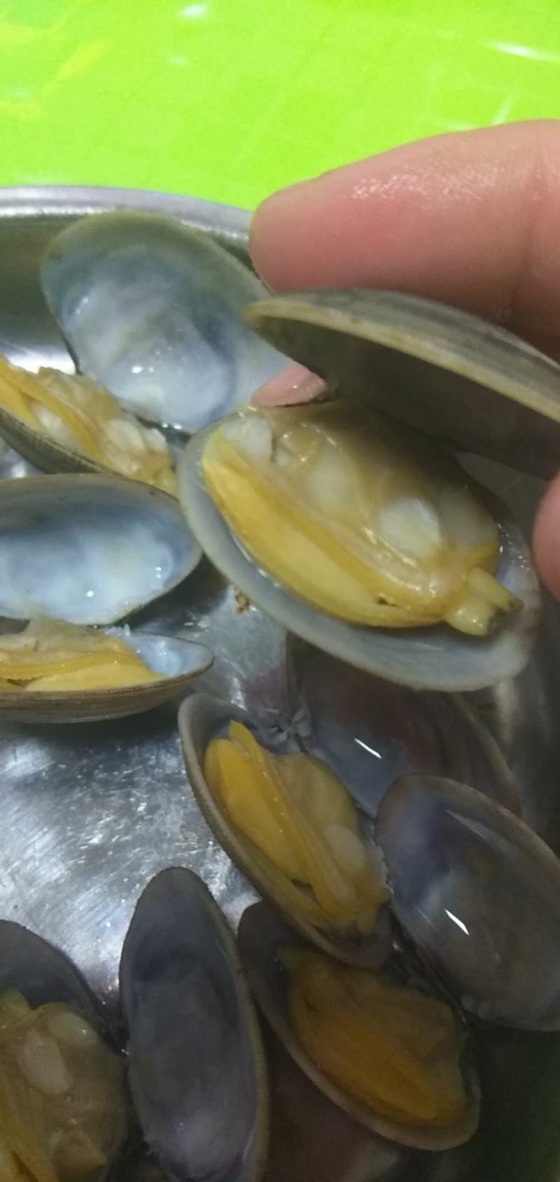 北海大花蛤大花甲产地直发货源充足对接各大批发商