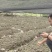 草珊瑚九节茶肿节风种苗基地供应欢迎各位人士