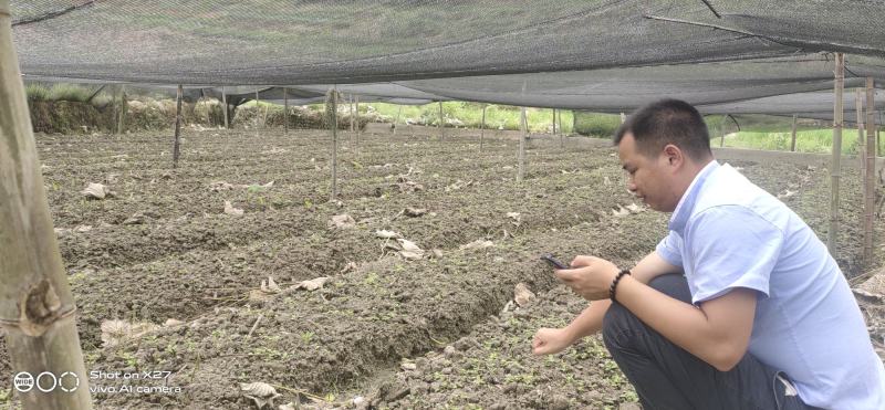 草珊瑚九节茶肿节风种苗基地供应欢迎各位人士