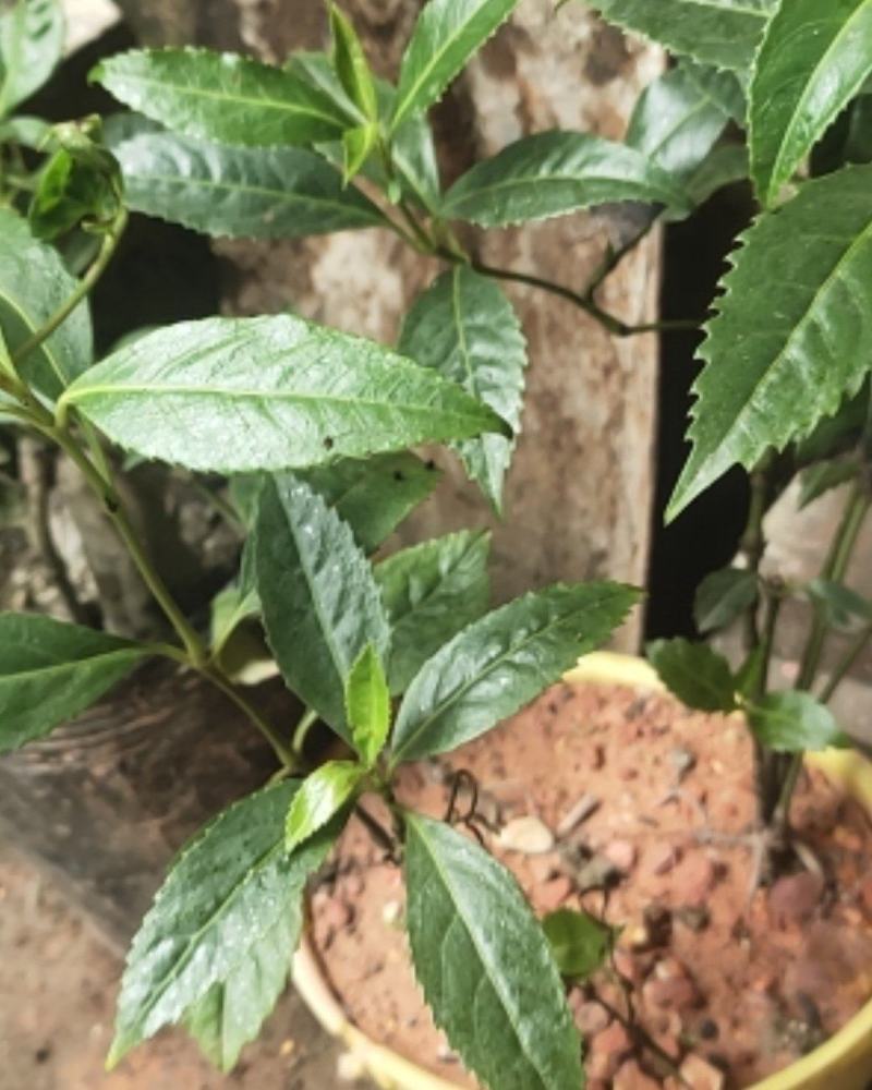 草珊瑚九节茶肿节风种苗基地供应欢迎各位人士