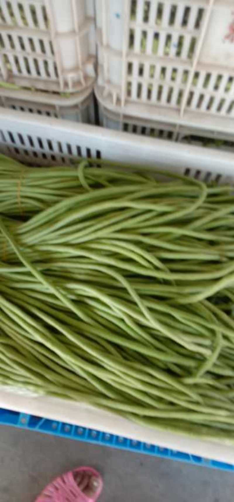 急售东台豇豆/缸豆/豆角/江苏豆角/青条豆角大量供应