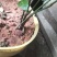 草珊瑚九节茶肿节风种苗基地供应欢迎各位人士