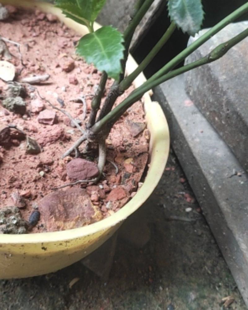草珊瑚九节茶肿节风种苗基地供应欢迎各位人士