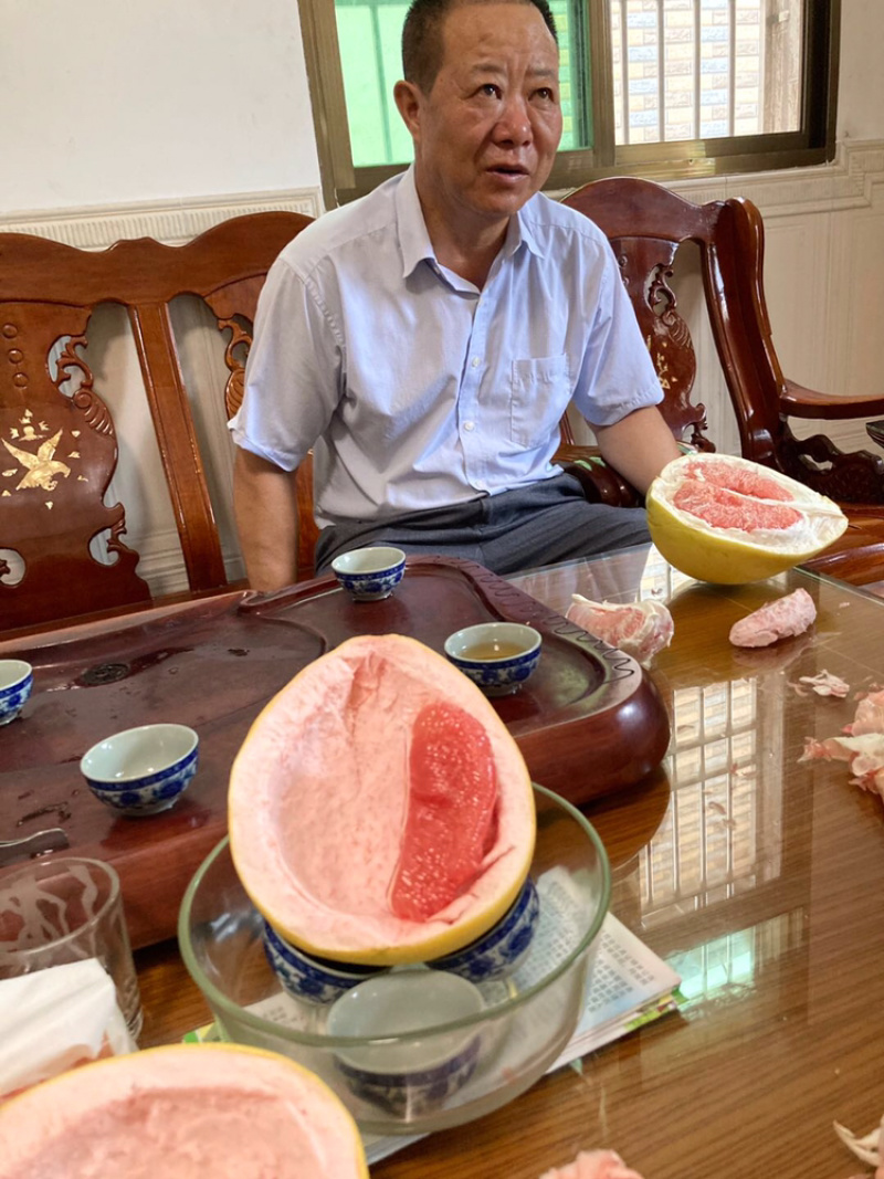 梅州大埔蜜柚，蜜柚种植基地批发，基地直发