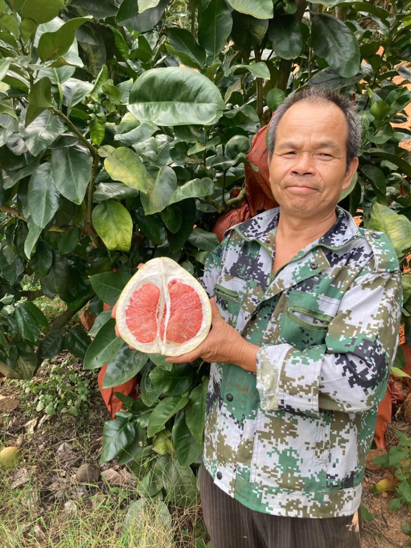 梅州大埔蜜柚，蜜柚种植基地批发，基地直发