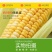 【一等黄糯】黑龙江黄糯玉米棒8/10根新鲜玉米真空包邮