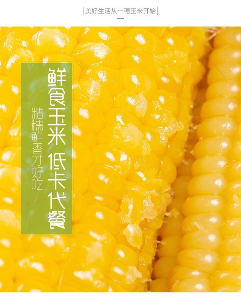【一等黄糯】黑龙江黄糯玉米棒8/10根新鲜玉米真空包邮