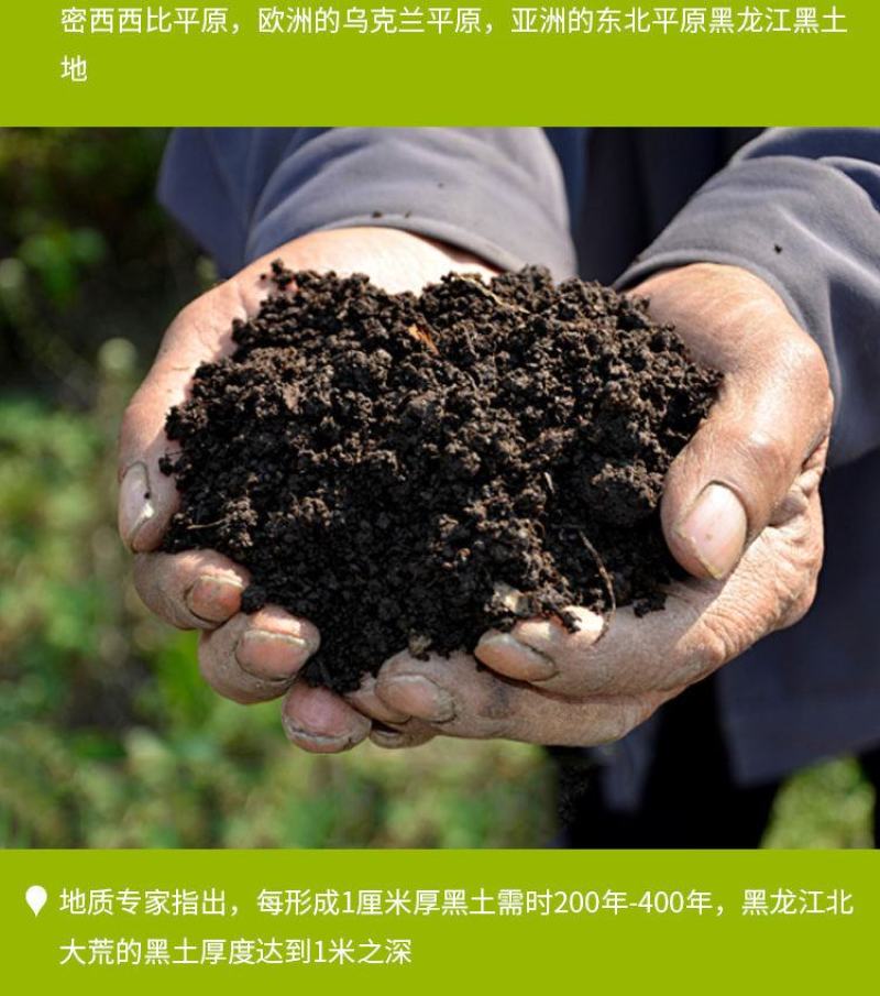 【一等黄糯】黑龙江黄糯玉米棒8/10根新鲜玉米真空包邮