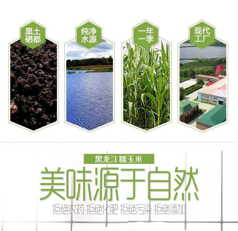 【一等黄糯】黑龙江黄糯玉米棒8/10根新鲜玉米真空包邮