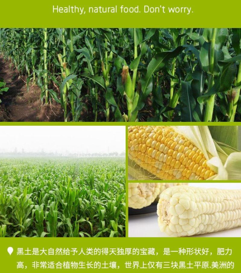 【一等黄糯】黑龙江黄糯玉米棒8/10根新鲜玉米真空包邮