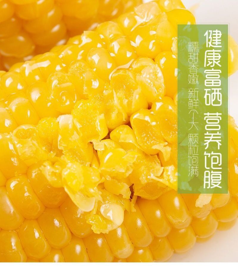 【一等黄糯】黑龙江黄糯玉米棒8/10根新鲜玉米真空包邮