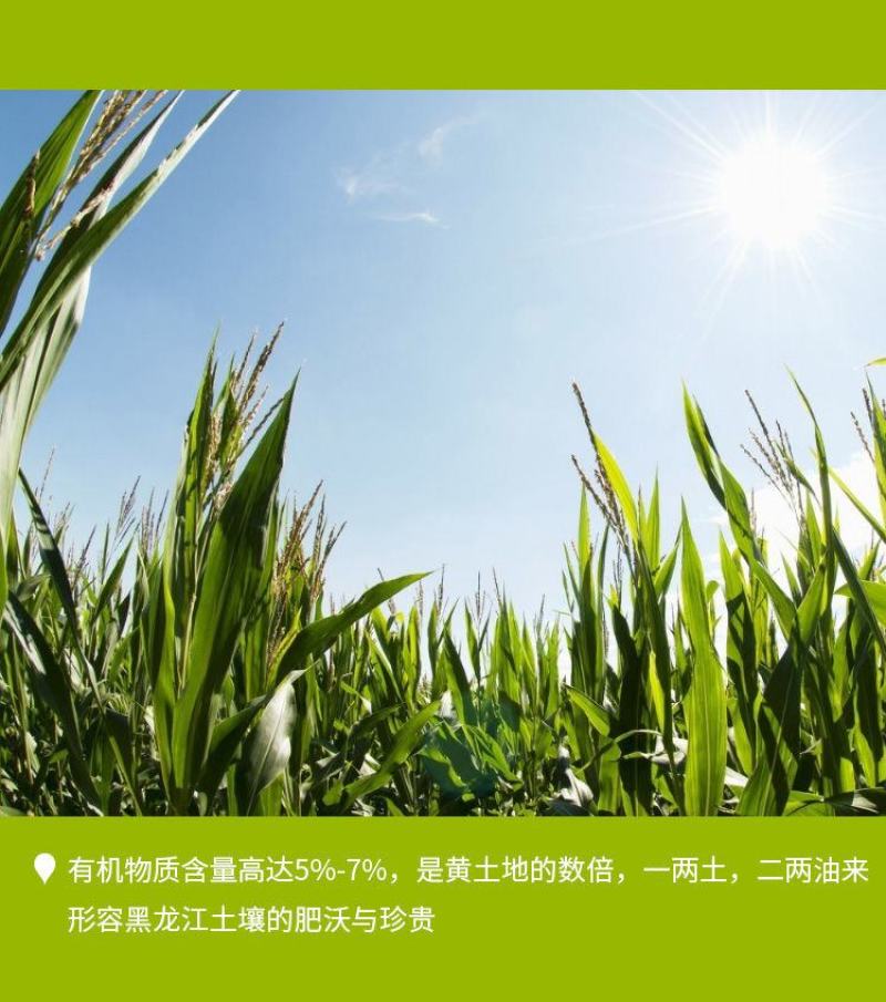 【一等黄糯】黑龙江黄糯玉米棒8/10根新鲜玉米真空包邮