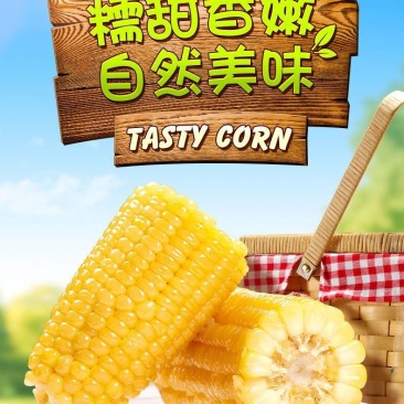 【一等黄糯】黑龙江黄糯玉米棒8/10根新鲜玉米真空包邮