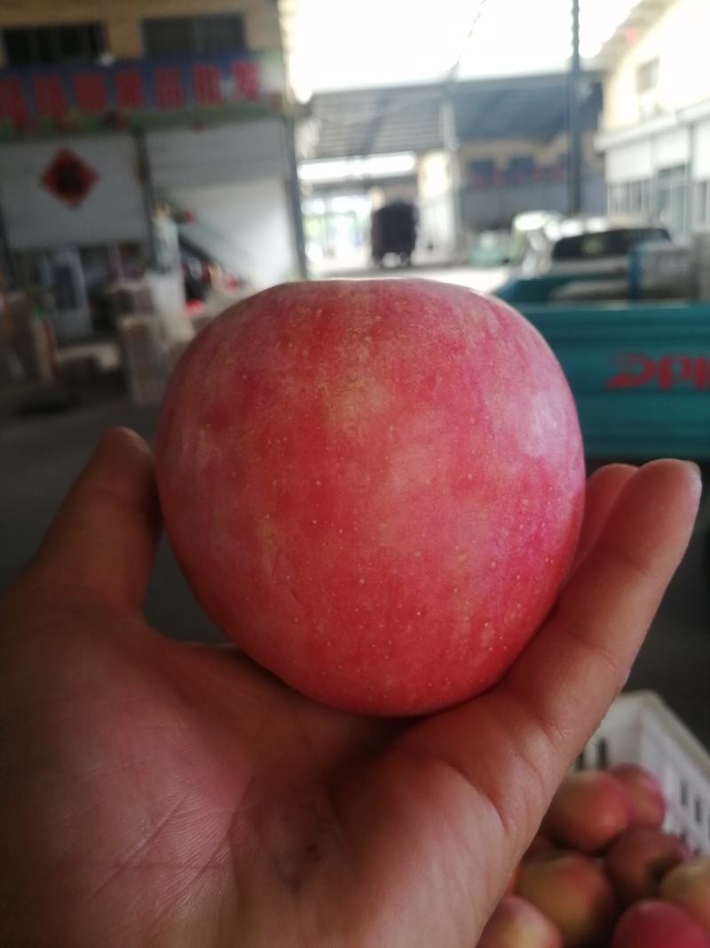 红富士苹果：现在已大量上市中寻找长期合作商