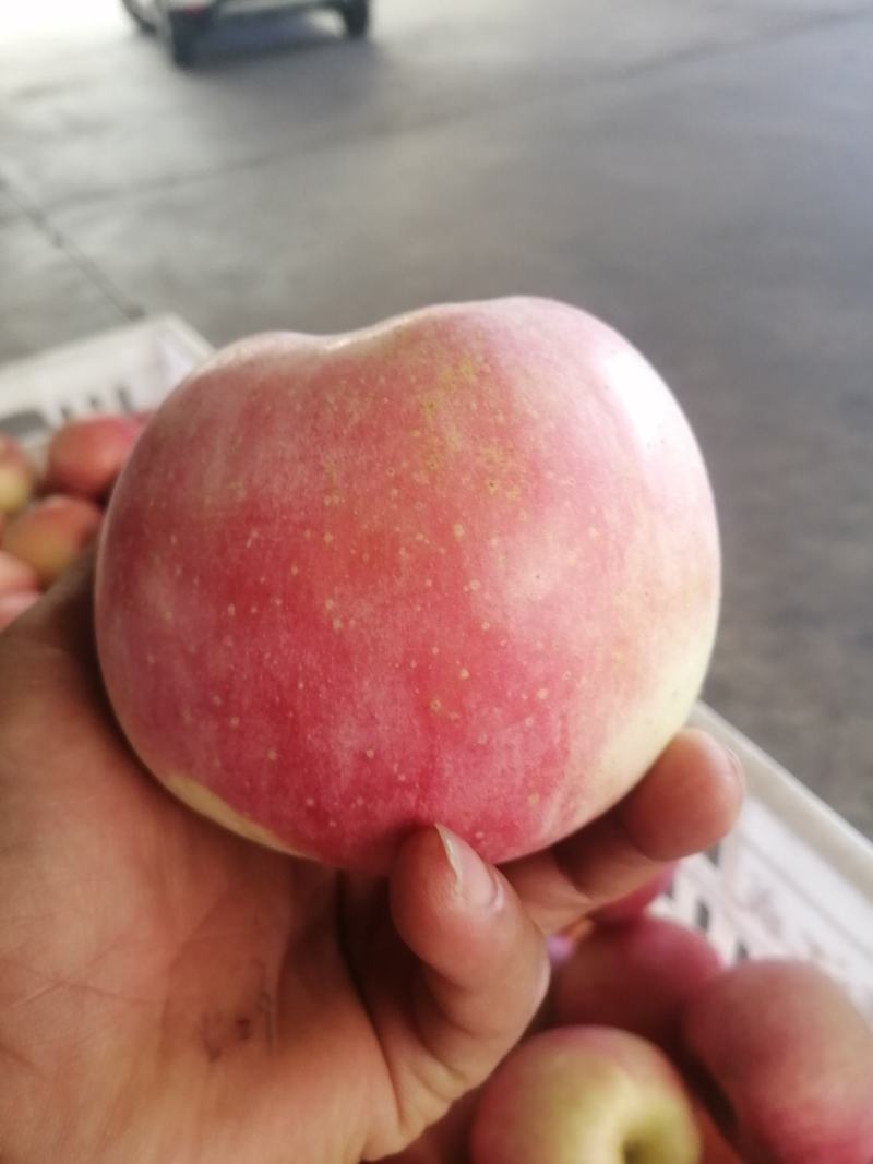 红富士苹果：现在已大量上市中寻找长期合作商