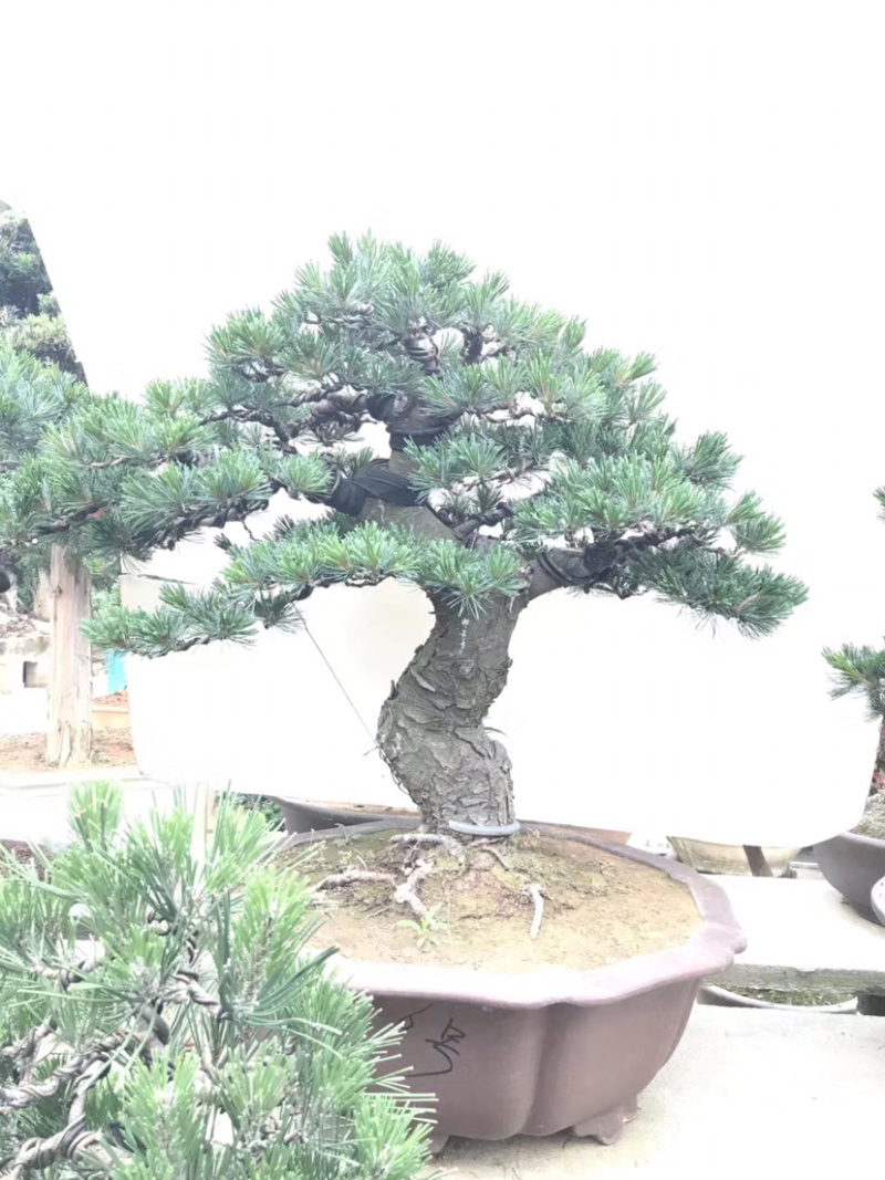 五针松盆景，五针松地景，造型五针松，五针松造型树