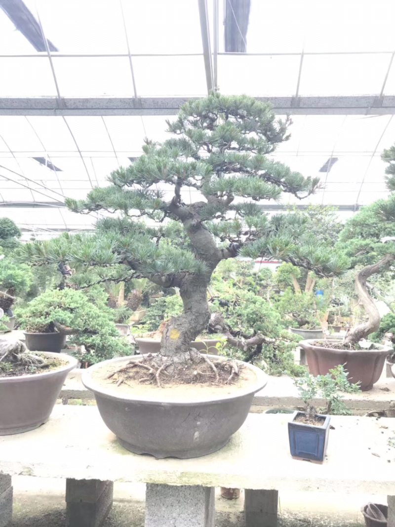 五针松盆景，五针松地景，造型五针松，五针松造型树
