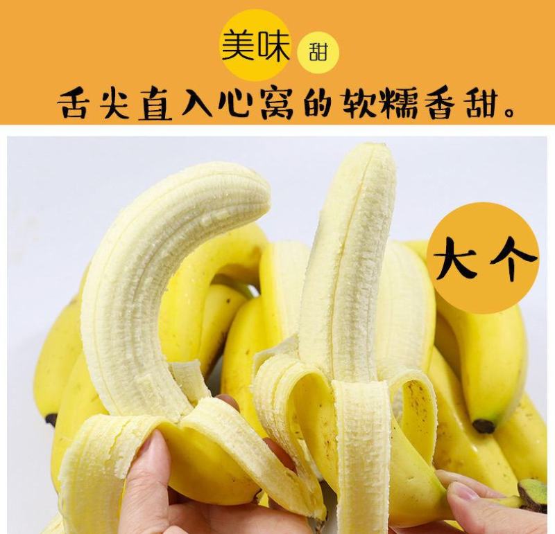 包邮云南香蕉整箱当季水果新鲜10斤自然熟十斤不是小米蕉