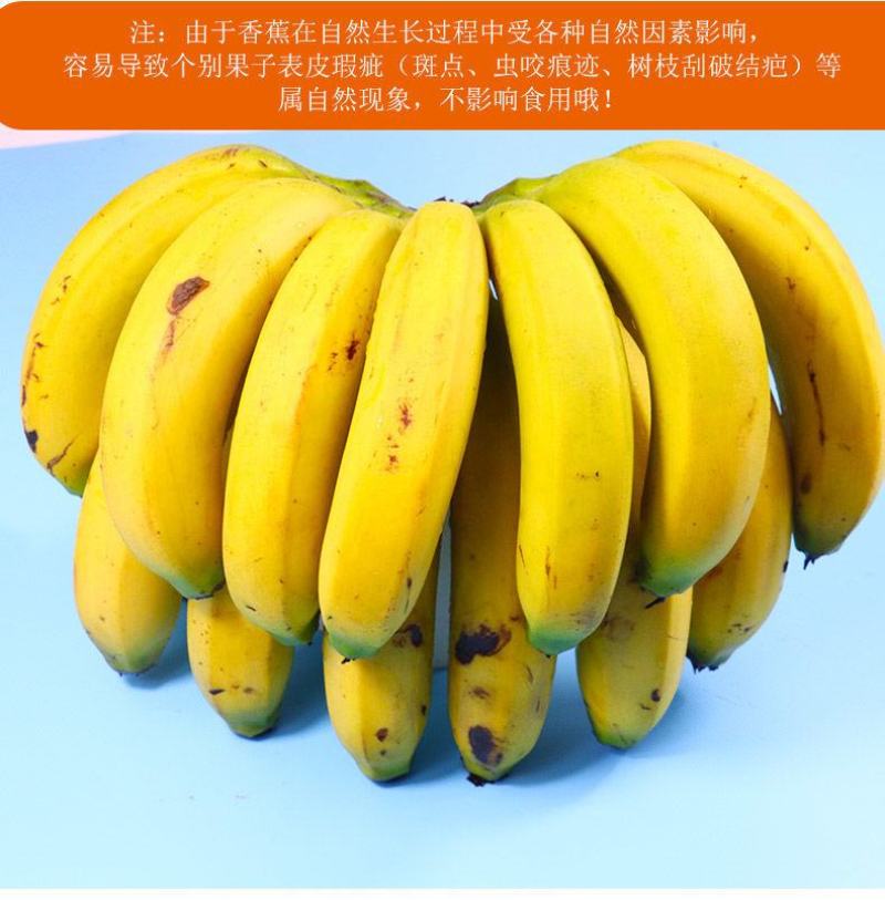 包邮云南香蕉整箱当季水果新鲜10斤自然熟十斤不是小米蕉