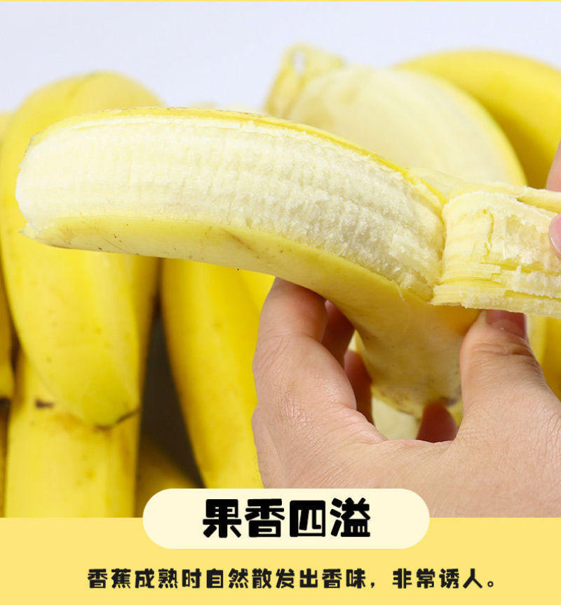 包邮云南香蕉整箱当季水果新鲜10斤自然熟十斤不是小米蕉