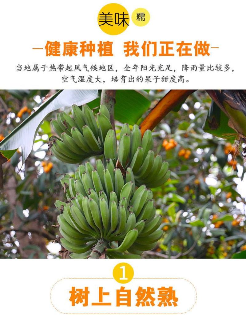 包邮云南香蕉整箱当季水果新鲜10斤自然熟十斤不是小米蕉