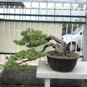 黑松盆景，黑松地景树，造型黑松，黑松造型