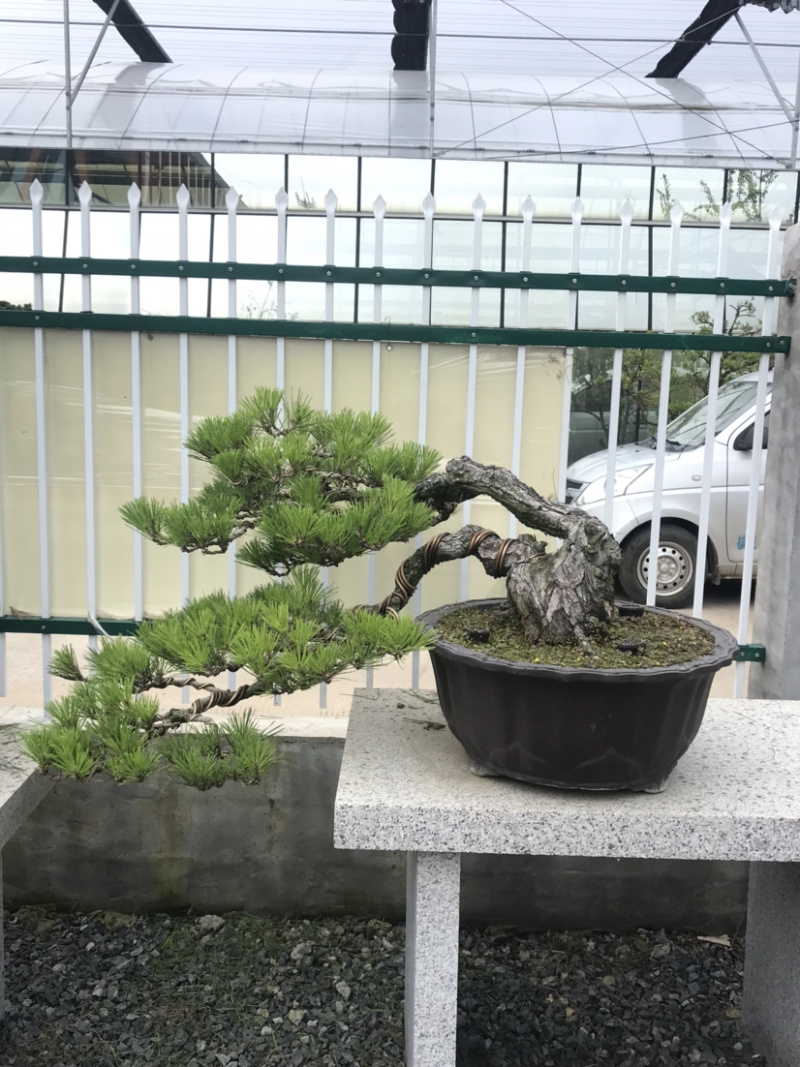 黑松盆景，黑松地景树，造型黑松，黑松造型