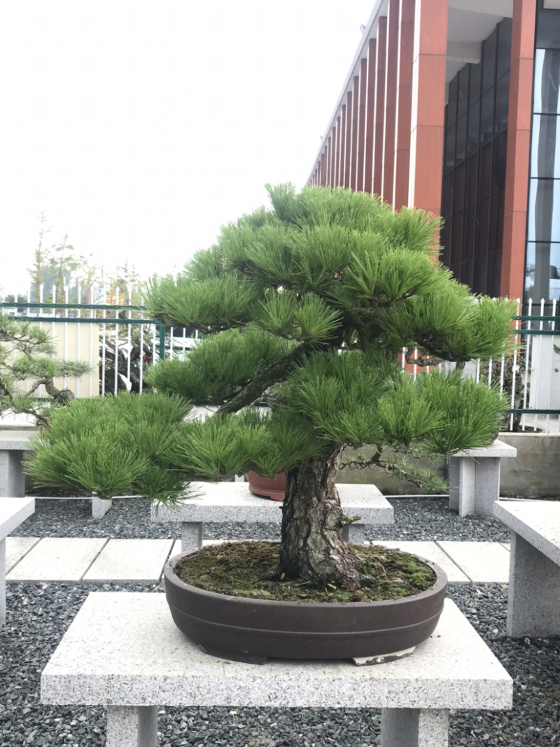黑松盆景，黑松地景树，造型黑松，黑松造型